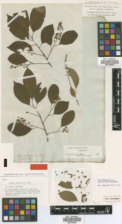 Prunus serotina Ehrh. [lectotype]