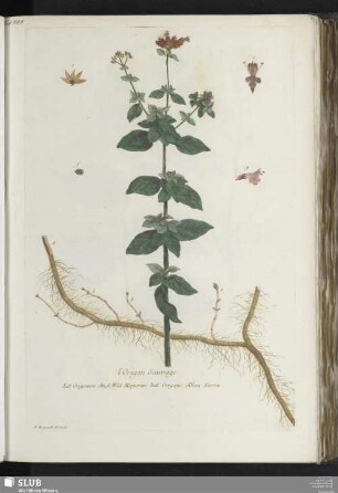 l'Origan Sauvage