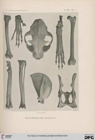 Planche I-VIII