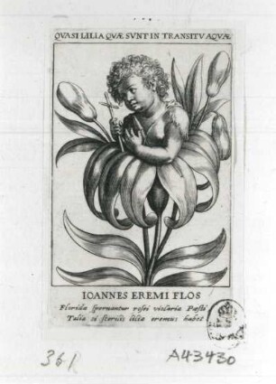 Johann Baptist in einer Lilie