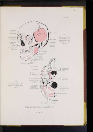 Cranium, Insertiones musculorum.