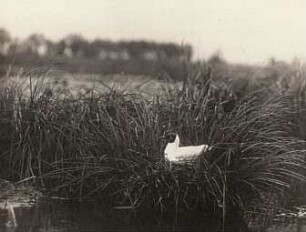 Lachmöwe (Chroicocephalus ridibundus, Syn. Larus ridibundus) brütend