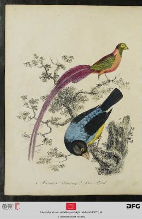 [Taf. 35-36] Paradise Bunting and Rice Bird