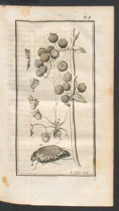 Tafel: Les Insectes
