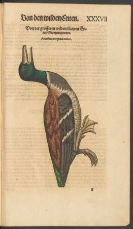 Von der grösseren wilden blawen Enten/ Stortzent genennt. Anas fera torquata maior.