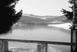Seebrugg: Schluchsee mit Talsperre; Tanne im Vordergrund