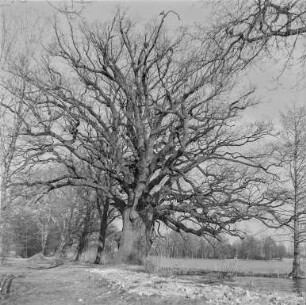 Rieseneiche von Niedergurig : An den Niederguriger Teichen. Rieseneiche von Niedergurig