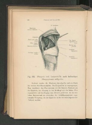 Fig. 172. Pharynx- und Larynxhöhle nach halbseitiger Pharyngotomia subhyoidea.
