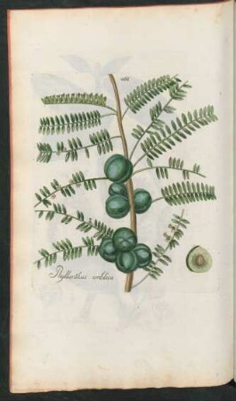 466. Phyllanthus emblica