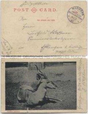 Kudu-Antilope