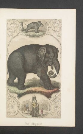 Tafel: Der Elephant.