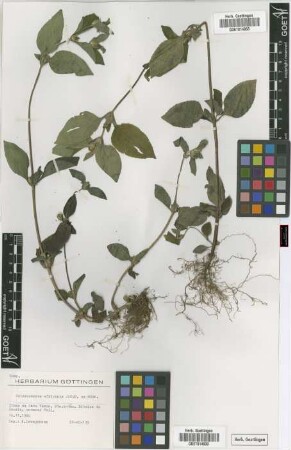 Sclerocarpus africanus Jacq. ex Murr.