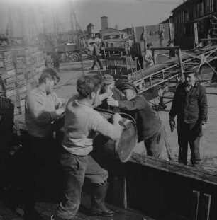 Stralsund. Fischereihafen, Fischer beim Löschen der Ladung