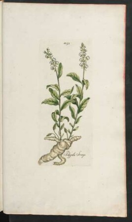 491. Polygala Senega