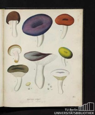 Agaricus integer.