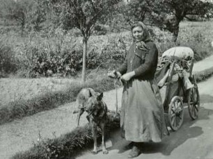 Alte Frau mit Ziehhund und beladenem Leiterwagen