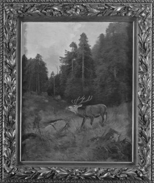 Röhrender Hirsch auf der Waldlichtung