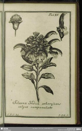 Tab. XV. Sclarea Indica arborescens calyce campanulato
