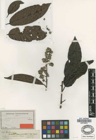 Mahurea casiquiarensis Spruce ex Benth. [isotype]