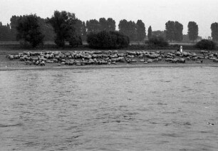 Düsseldorf-Lohausen: Schafherde am Ufer des Niederrheins