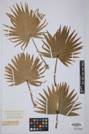 Livistona rotundifolia