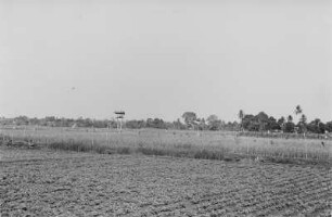 Reisfeld mit Vogeltelefon : Landschaft mit Reisfeldern und Hochsitz