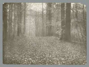 Waldweg