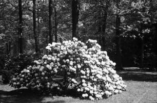 Berlin: Rhododendronstrauch
