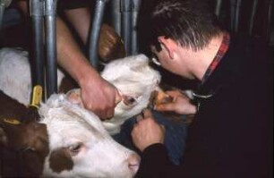 Fotografie: Precision Livestock Farming, Tieridentifikation, Ohrmarke