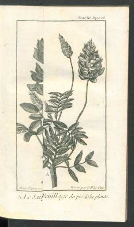 Tafel: A. Le Sainfoin commun. B. Le Sainfoin d'Espagne. [...]