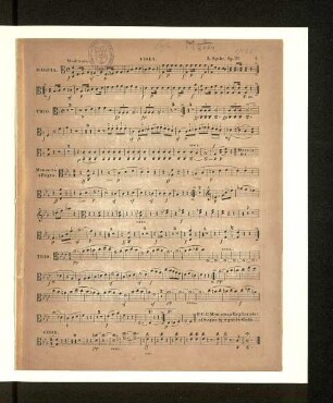 Viola.