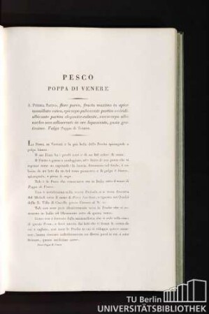 Pesco Poppa di Venere