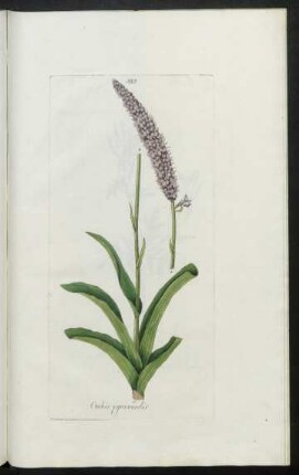585. Orchis pyramidalis