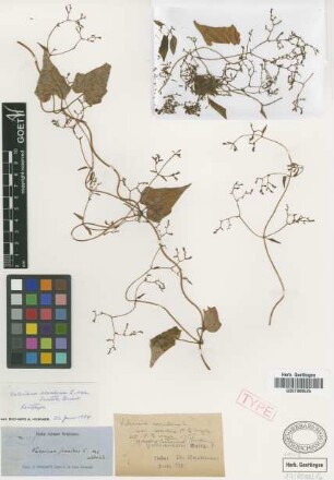 Valeriana scandens L. var. dentata Griseb.