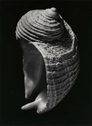 Schnecke mit Dorn