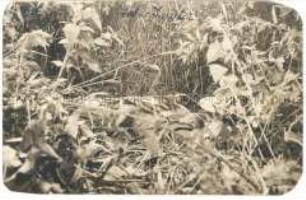 Toter Soldat in einer Wiese