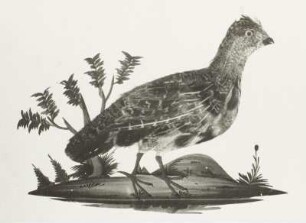 Rebhuhn