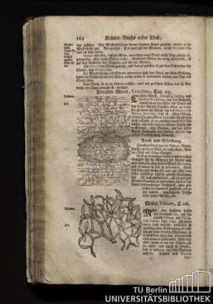 Cap. 116. Mistel, Viscum.