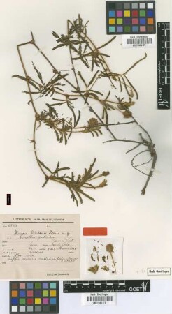 Mimosa steinbachii Harms [type]