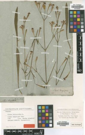 Silene longiflora Ehrh. [type]