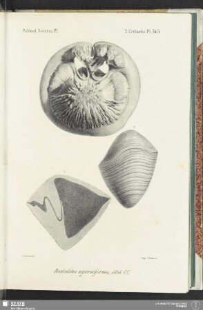 Pl. 545