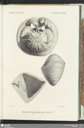 Pl. 545