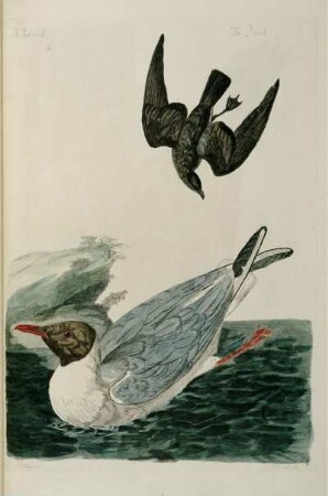 The Pewit Gull. - The Petrel