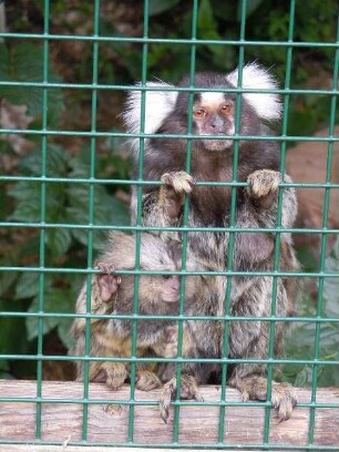 Weißbach - Kleine Affen hinter Gittern : Kleine Affen hocken traurig hinter dem Gitter eines Tiergeheges. Aufgenommen im Saalachtal bei Weißbach am 18. Juli 2011
