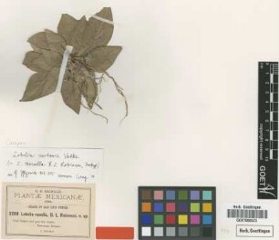 Lobelia novella B.L.Rob. [isotype]