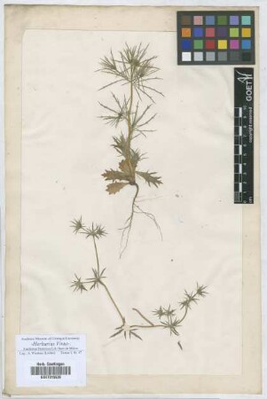 Eryngium
