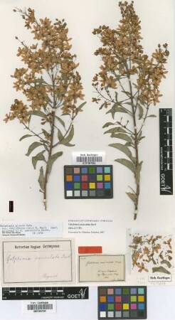 Galphimia paniculata Bartl.