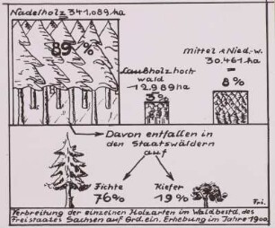 Holzarten in Sachsen, 1900