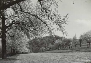 Cossebaude, Baumblüte : Baumblüte bei Cossebaude