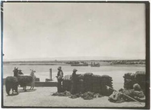 Übersetzen von Lamas am Río Desaguadero bei Challacollo